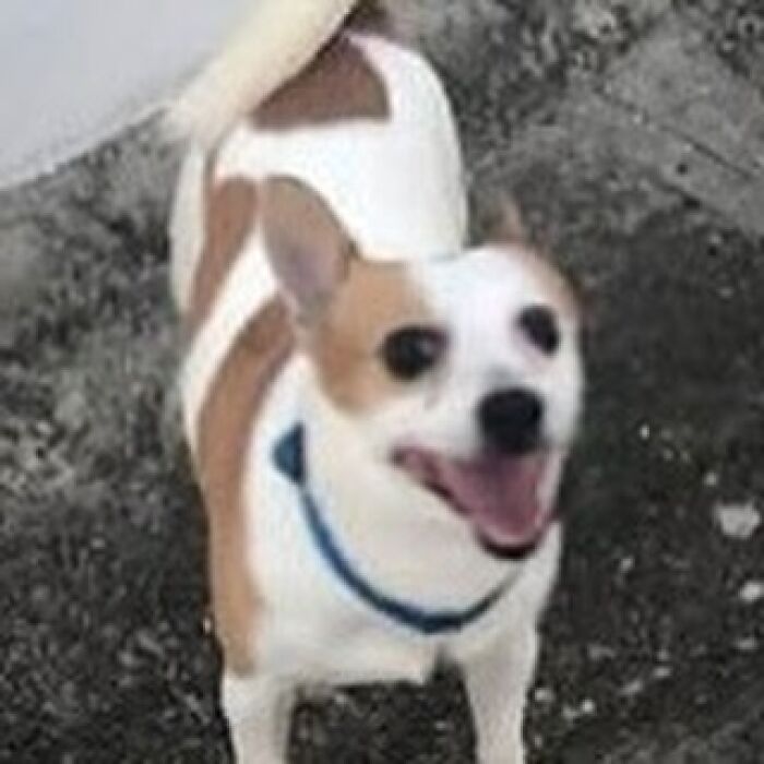 Realistic wool felt pet dog with brown patches and blue collar displayed on orange surface next to green plant.