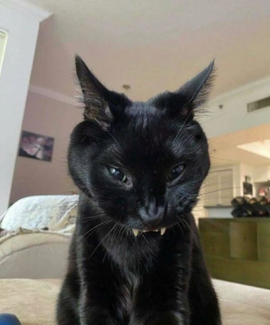 Black cat with funny distorted face and vampire-like teeth sitting indoors, showcasing adorable and funny moments with cats.