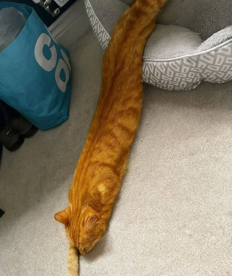 Orange cat with an unusually long body stretching out from its bed on a carpeted floor, showcasing funny cat moments.