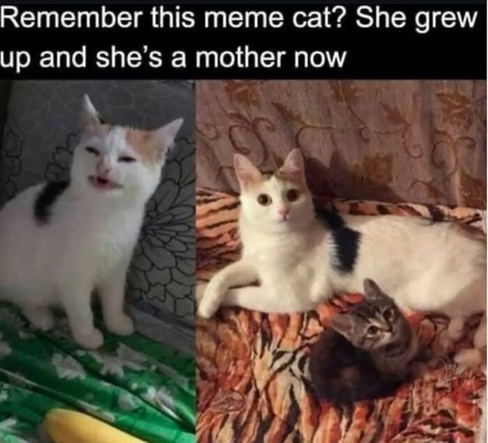 Cute cat memes showing a grown cat with her kitten relaxing on a patterned blanket inside a home.