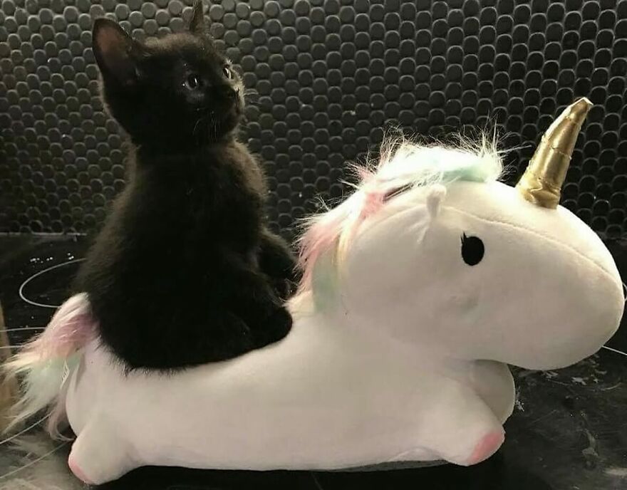 Black kitten sitting on a white unicorn plush toy in a kitchen, showcasing funny and adorable cat moments.