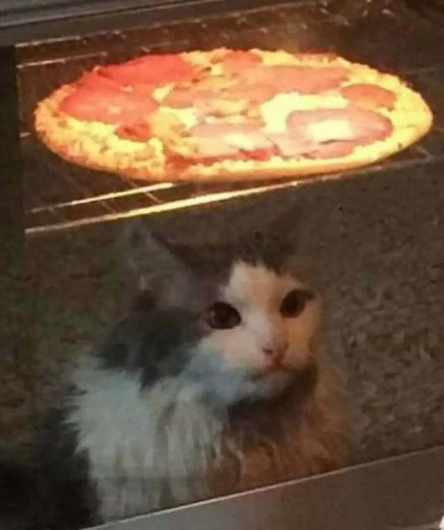 Fluffy cat staring intently through oven glass at a pepperoni pizza baking inside in a funny moment with cats.
