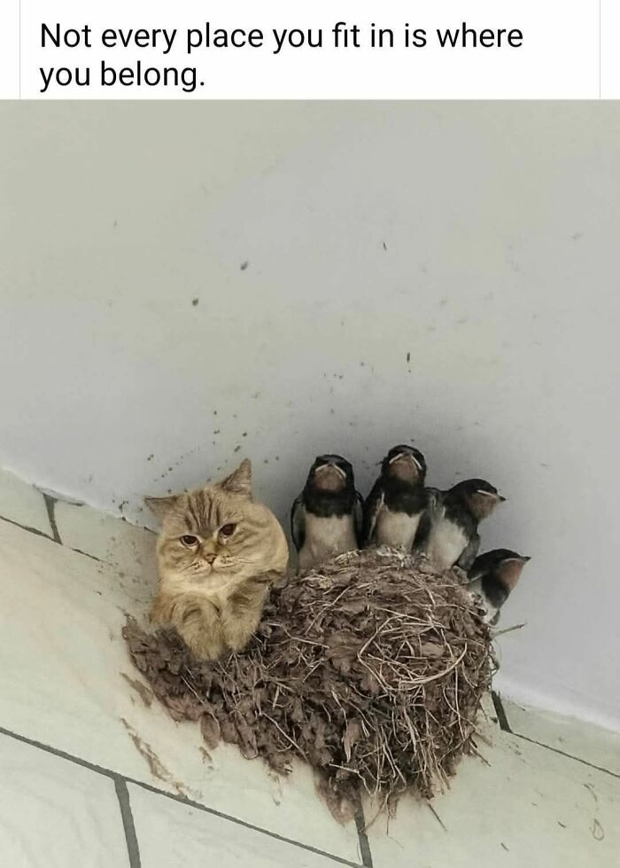 Cute cat sitting in a bird nest with baby birds above caption about not fitting in, funny cat memes content.