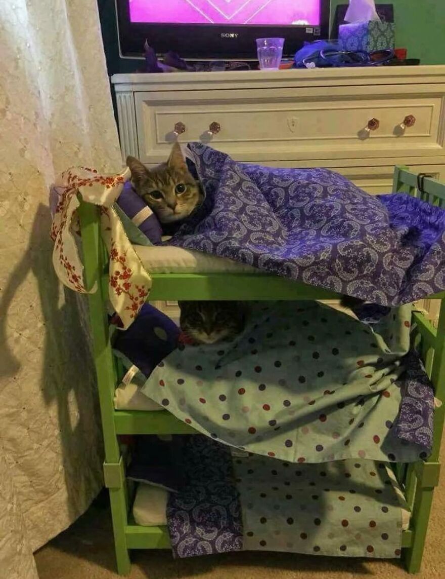 Two cats tucked in tiny bunk beds with colorful blankets, showcasing funny and adorable cat life moments.