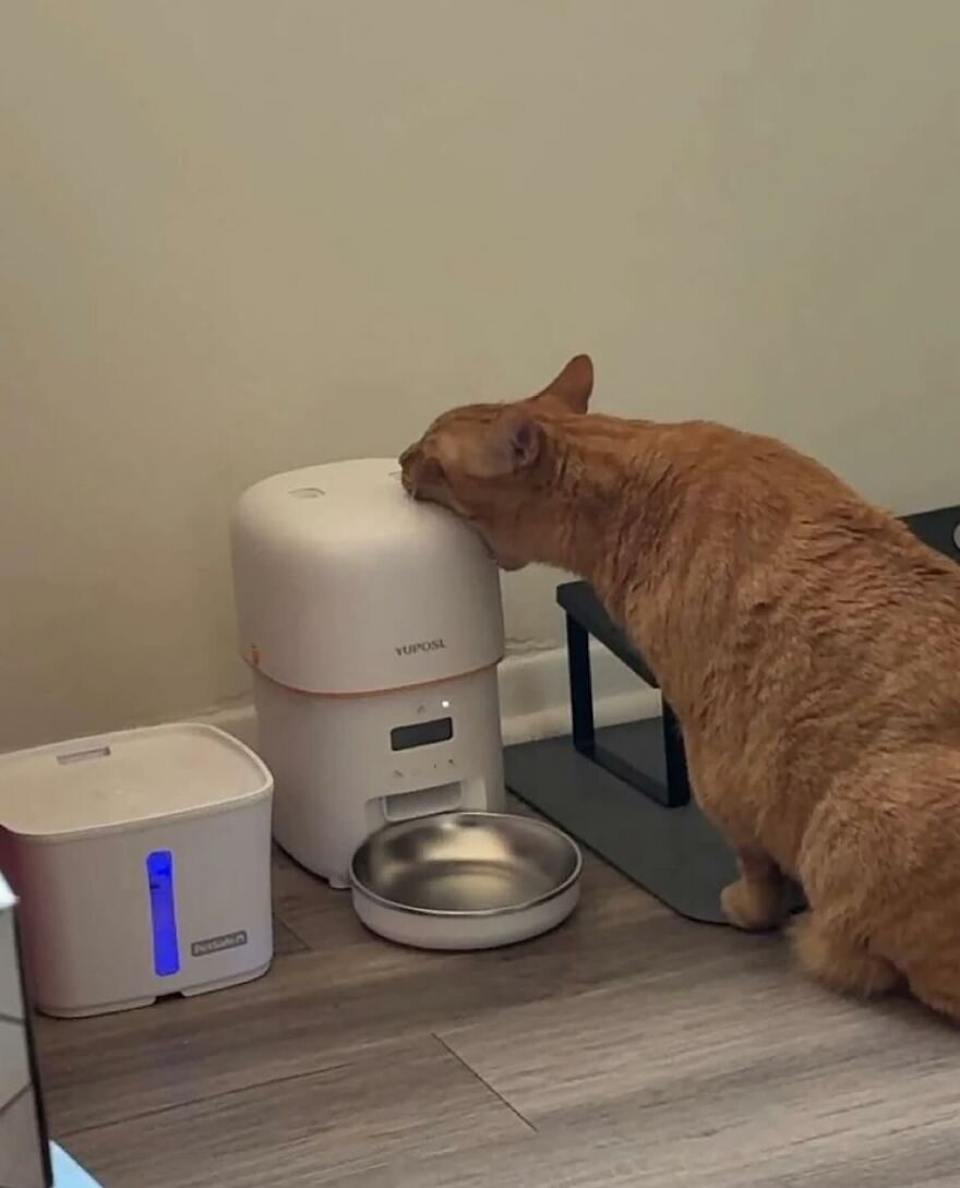 Orange cat interacting with a pet feeder and water dispenser in a home setting, showcasing funny cat behavior.