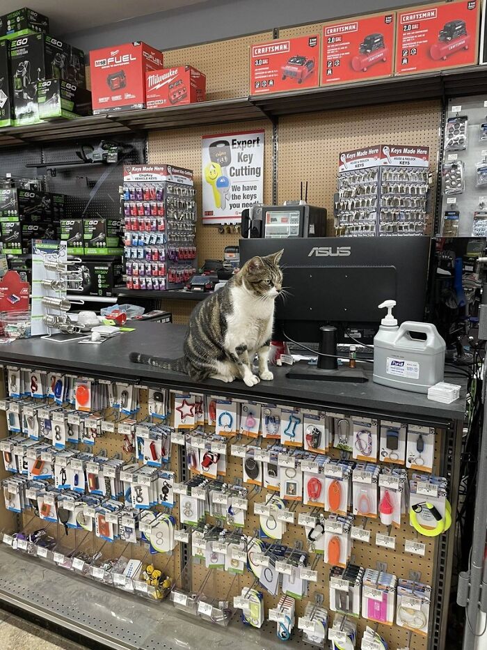 Tabby and white cat sitting on a hardware store counter surrounded by keys and tools, showcasing adorable cats at work.