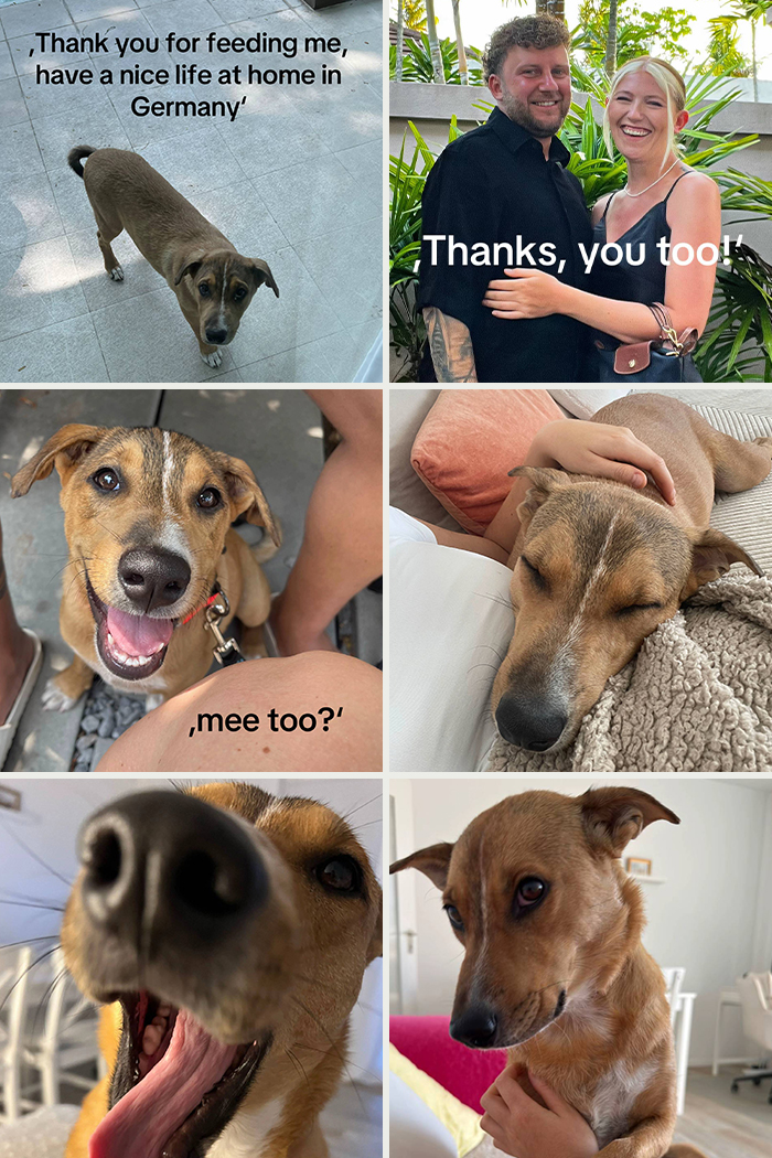 Collage of happy adopted dogs and smiling people showcasing the best adoption moments and joyful pet life.