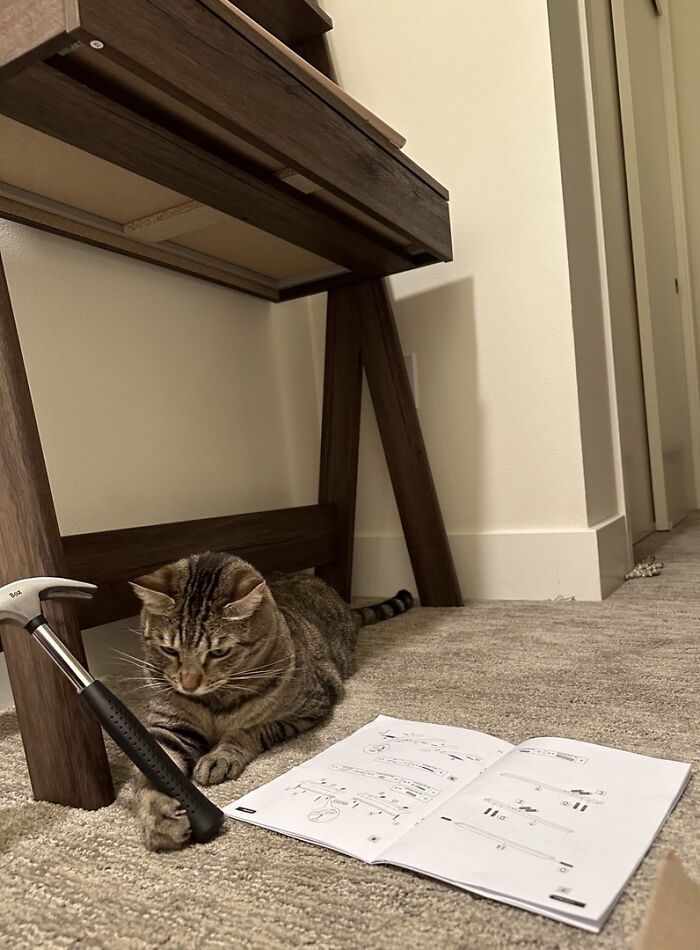 Tabby cat lying on carpet near wooden desk with hammer and open instruction manual, adorable cats working at home.