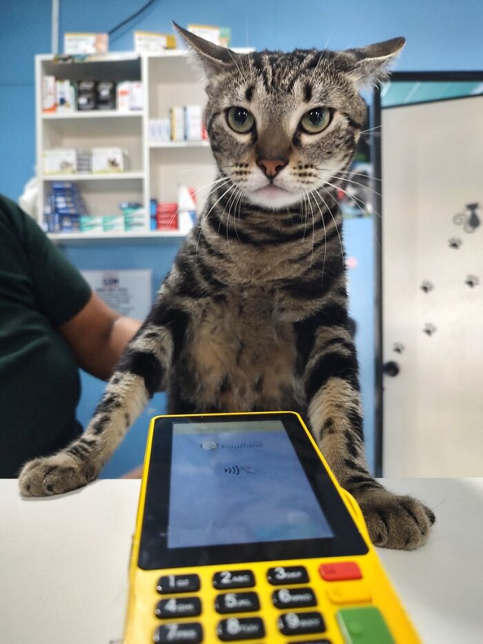 Tabby cat sitting behind a payment terminal, showcasing adorable cats needing a raise for their top-tier work.