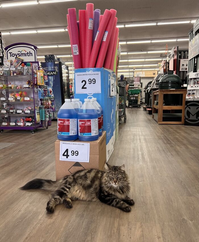 Adorable cat lying on the floor of a store near pool noodles and cleaning supplies on display