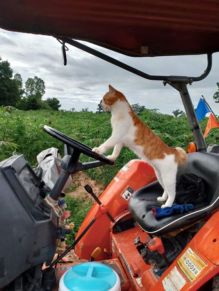 Adorable orange and white cat standing on a tractor seat, playfully holding the steering wheel in a green field.