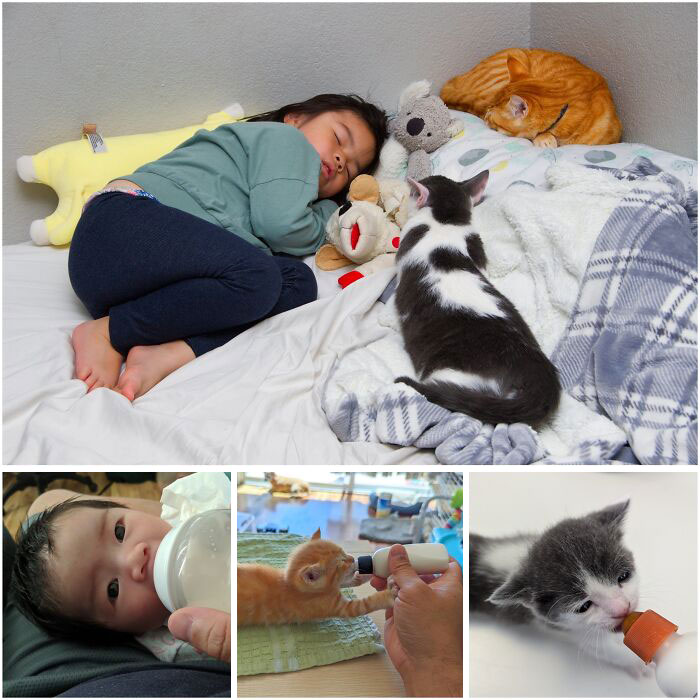 Child and cats resting on bed with stuffed toys, baby drinking from bottle, and kittens being fed, showing wholesome parenting moments.