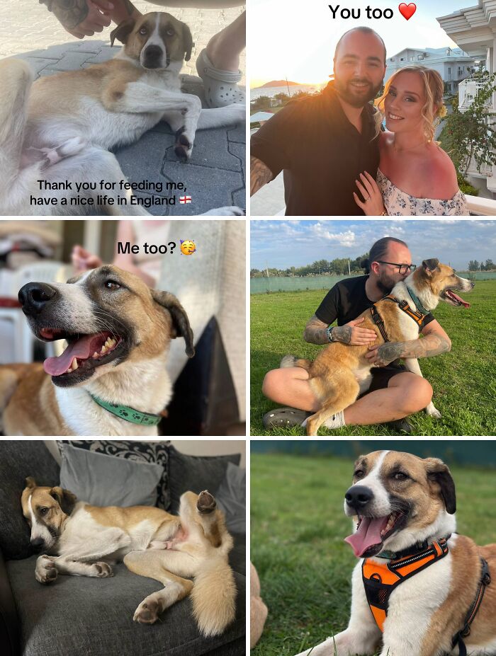 Collage of happy adoption pics showing a rescued dog with a loving family and enjoying a great life outdoors and indoors.