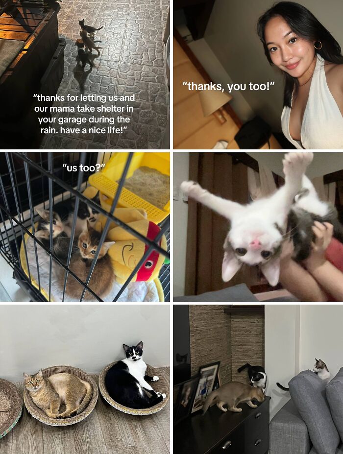 Cute adoption pics showing kittens and cats in cozy and playful moments inside homes, capturing the joy of pet adoption.