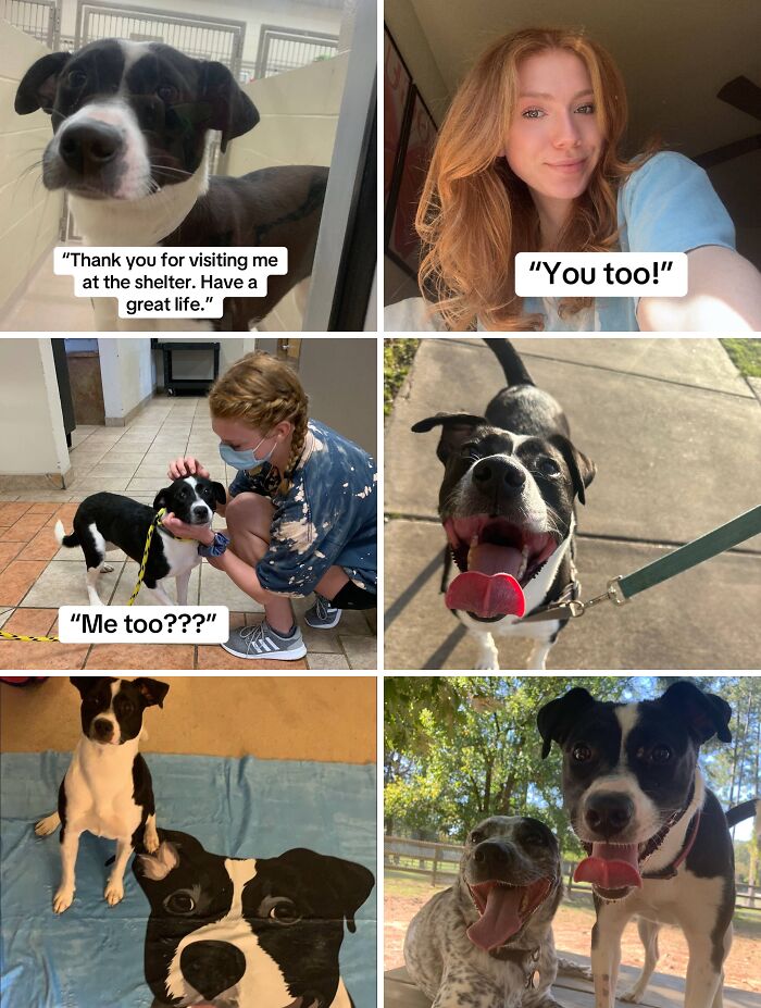 Adoption pics showing happy dogs and their new owners bonding at shelter and outdoors with smiles and playful moments.