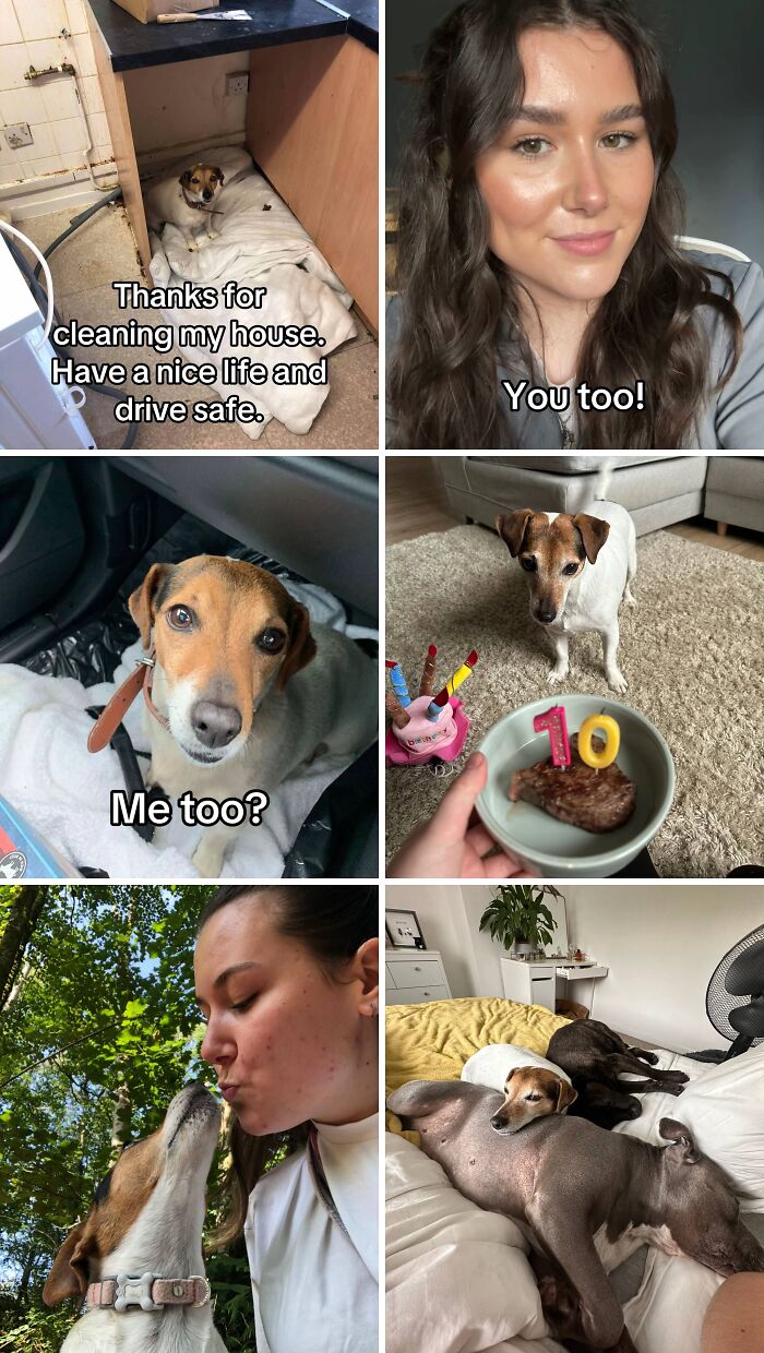 Adopted dog enjoying a loving home with its owner, celebrating life and companionship in heartwarming adoption pics