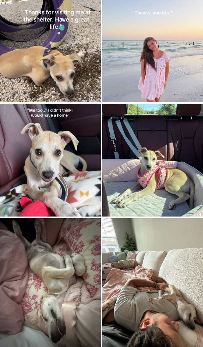 Collage of adorable adoption pics showing a dog at a shelter, in a car, relaxing at home, and bonding with a person.