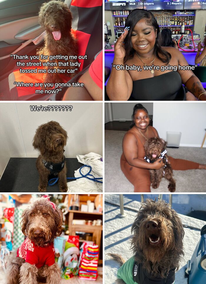 Happy woman and her adopted dog sharing joyful moments, highlighting the best adoption pics of lovable pets and families.