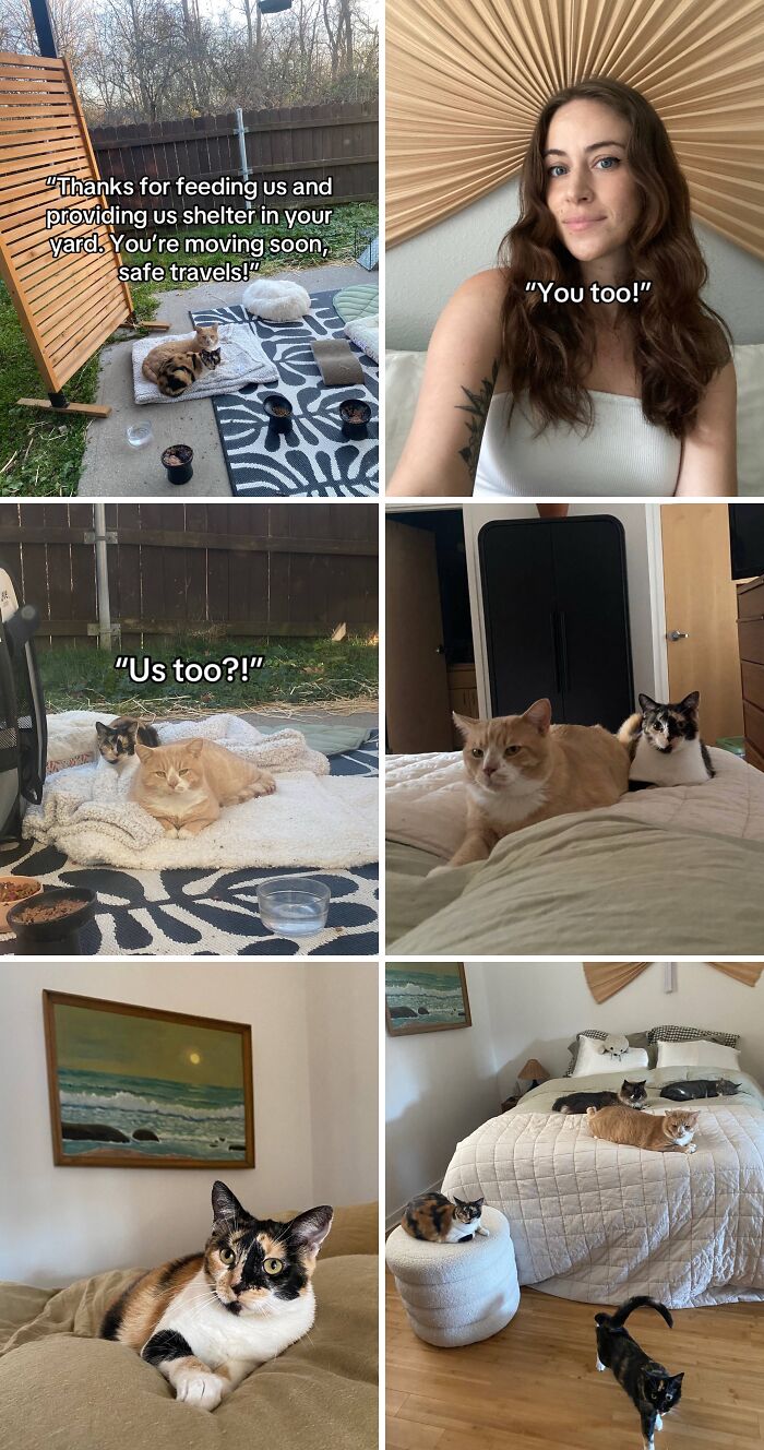 Cats adjusting happily to new home, showing comfort and bonding in cozy indoor and outdoor adoption moments.