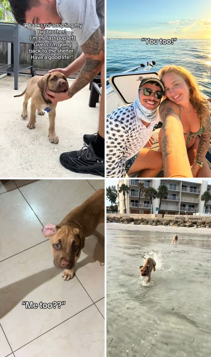Happy adopted dogs with their new families enjoying life together in four heartwarming adoption pics.