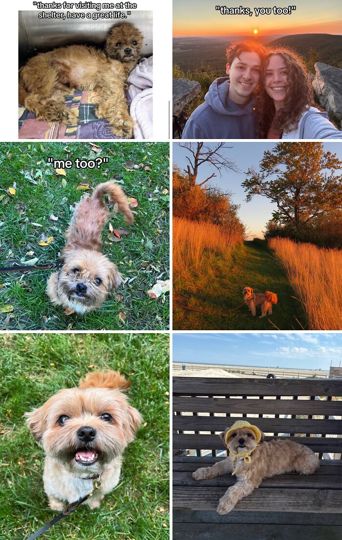 Collage of heartwarming adoption pics featuring dogs enjoying new lives and outdoor adventures after adoption.