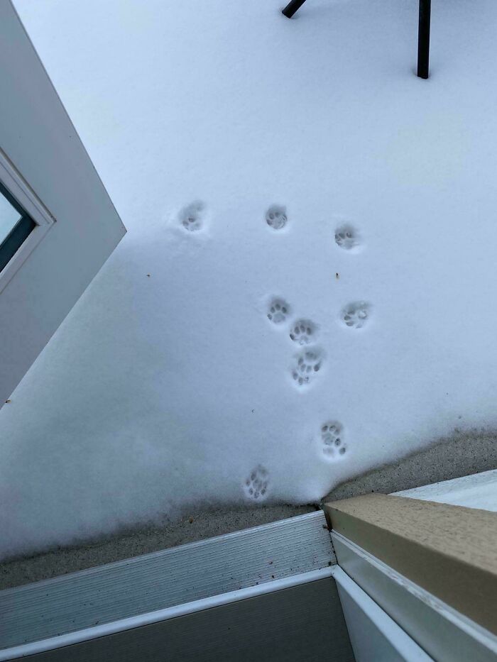 Cat paw prints visible in fresh snow near a house entrance, showing cute cat paw prints pattern outdoors.