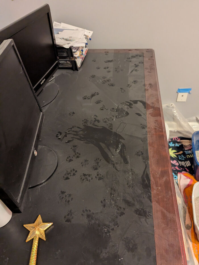 Cat paw prints scattered across a dusty black desk beside computer monitors and office supplies in a home workspace.