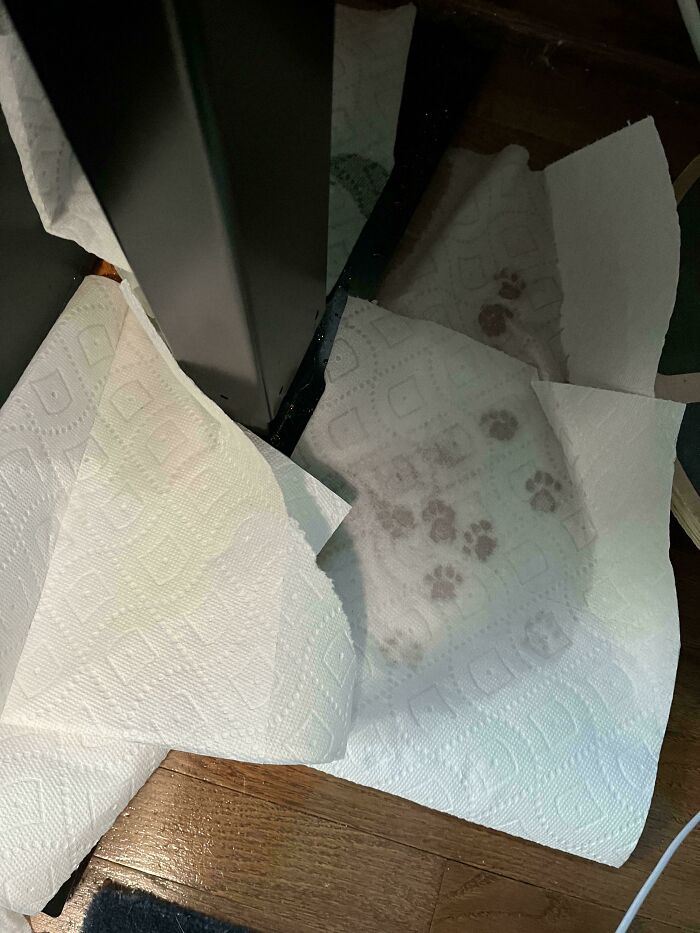 Cat paw prints on white paper towels near a metal table leg on a wooden floor showing cute cat paw prints.