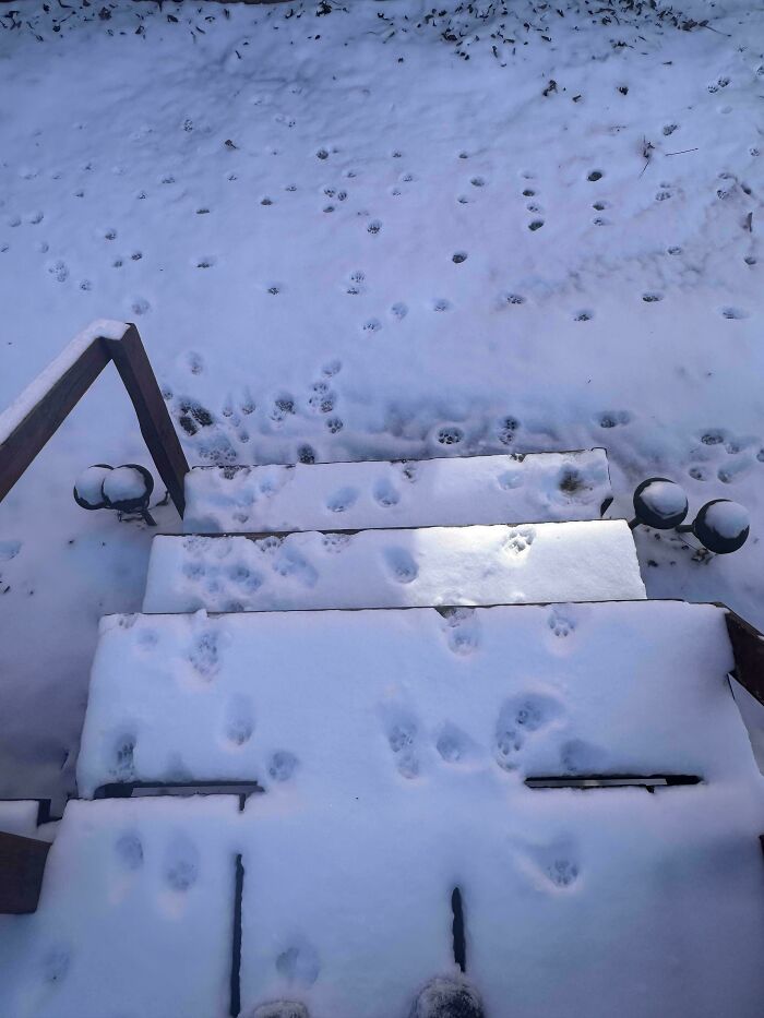 Snow-covered steps and ground showing numerous cute cat paw prints scattered across the surface.