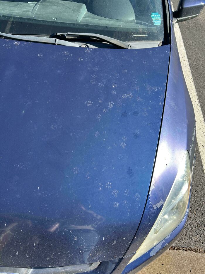 Blue car hood covered with multiple cute cat paw prints in a parking lot on a sunny day.