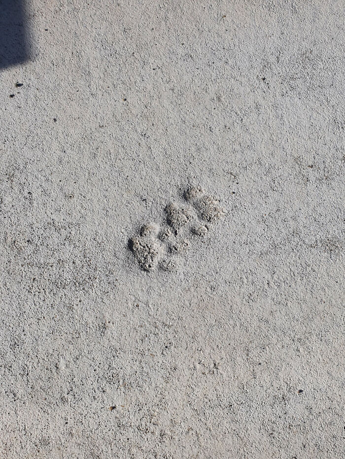 Close-up of cute cat paw prints embedded in sandy ground on a bright, textured surface outdoors.