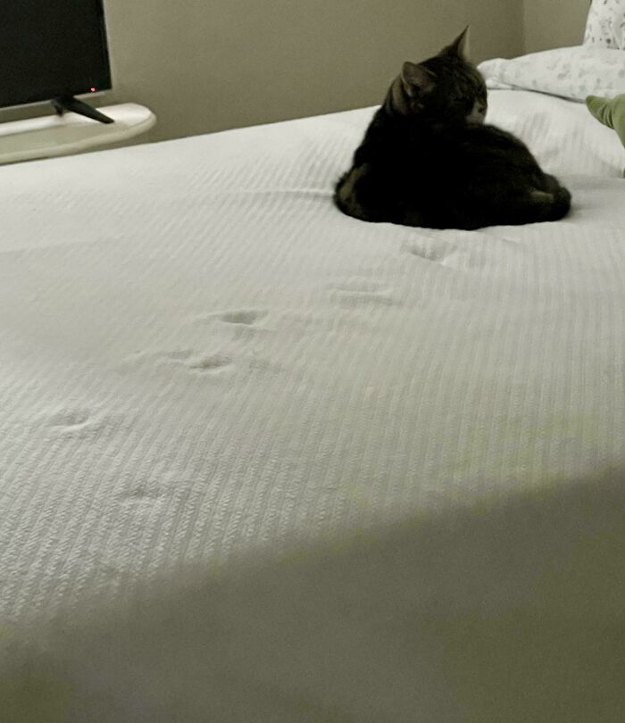 Tabby cat resting on a bed with visible cute cat paw prints on the white bedspread nearby.