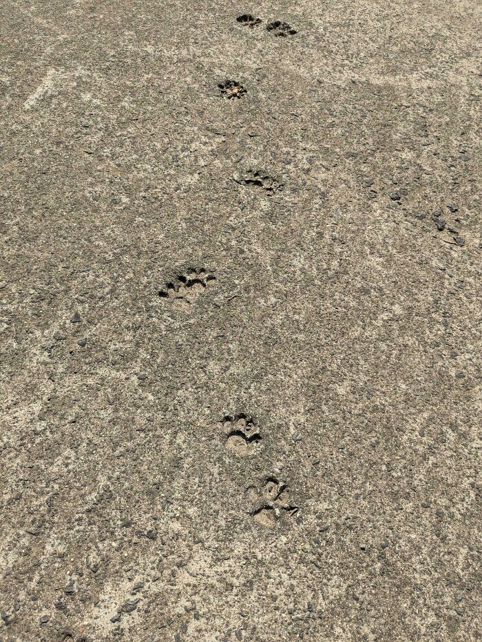 Cat paw prints on rough concrete surface showing cute and natural feline footprints in outdoor setting.