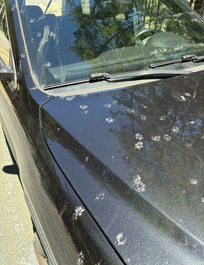 Black car hood and windshield marked with numerous cute cat paw prints in a sunny outdoor setting.