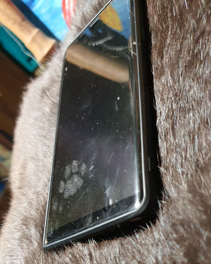 Cat paw print on a smudged phone screen resting on soft fur, highlighting cute cat paw prints details.