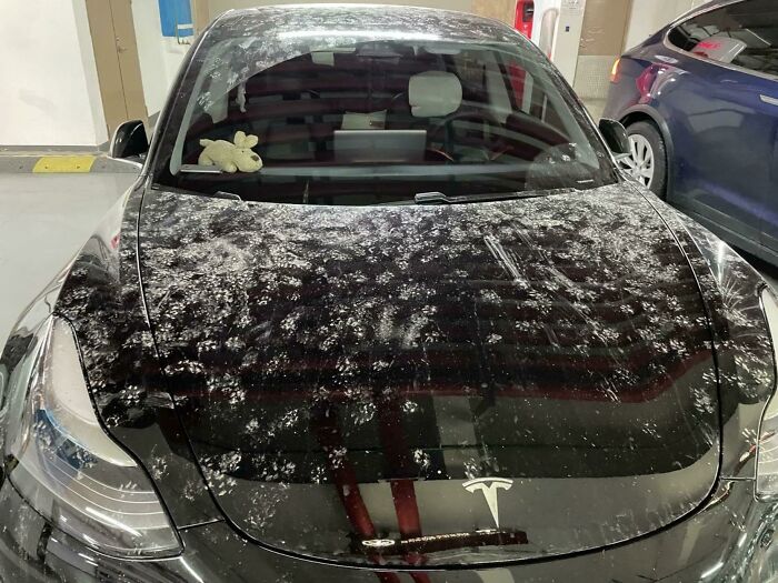 Black car hood covered in numerous cute cat paw prints in dust, showing playful feline activity overnight.