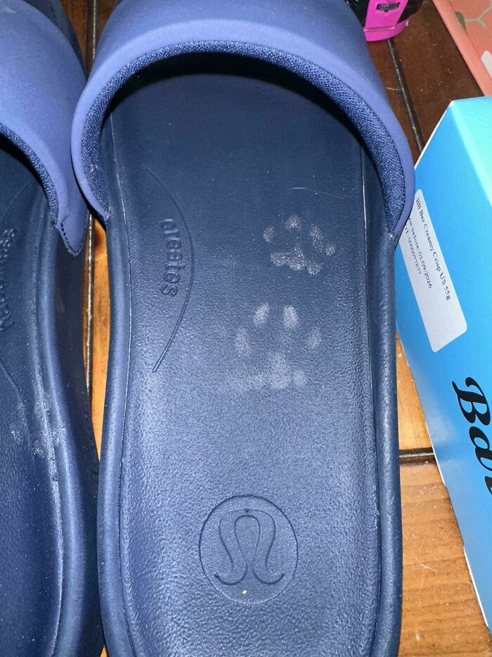 Cat paw prints visible on the insole of a navy blue sandal placed on a wooden floor next to a blue box.
