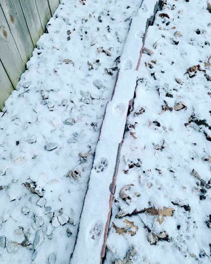 Cat paw prints in snow on ground and wooden plank, showing cute cat paw prints in a winter outdoor setting.