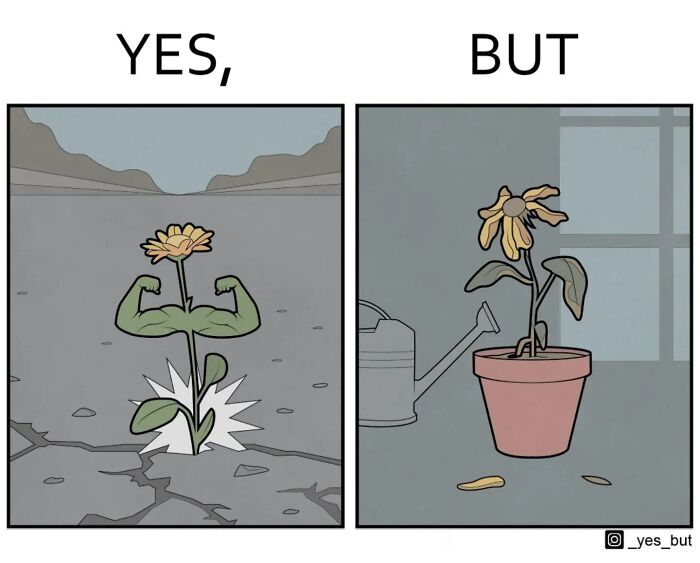 Yes But comic by Anton Gudim showing a strong flower breaking ground versus a wilted flower in a pot indoors.