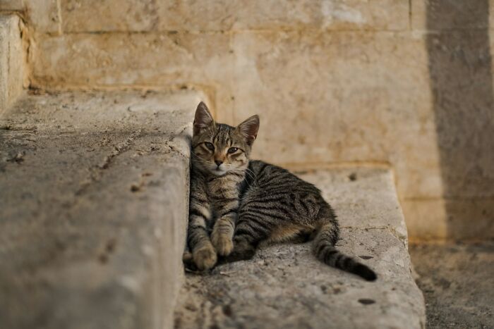Tabby cat resting on stone steps with textured wall in background, illustrating so-called facts about history concept.