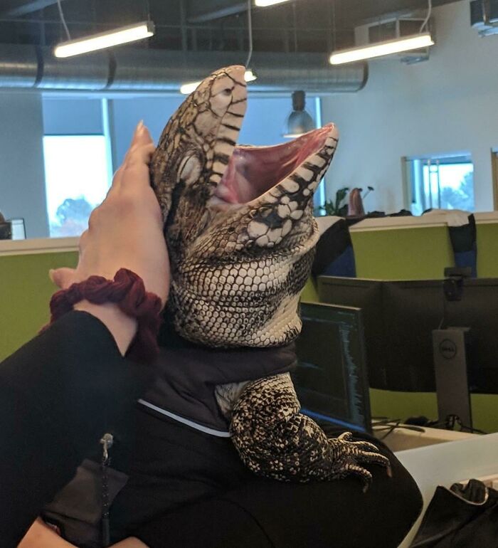 Large lizard with open mouth being held in an office setting, showcasing one of the giant animals hard to believe are real.