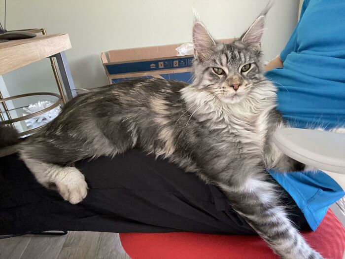 Large Maine C**n cat resting on a person’s lap, showcasing one of the giant animals hard to believe are real.