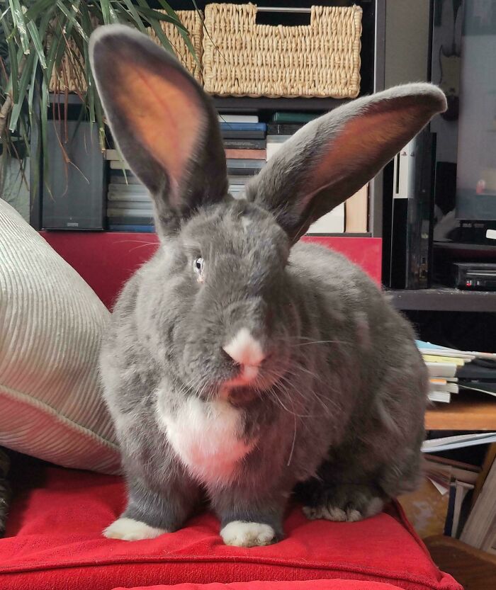 Giant gray rabbit with large ears sitting on a red couch, showcasing one of the animals so giant it's hard to believe real.