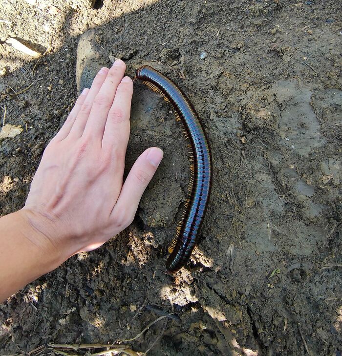 A giant millipede on dirt next to a human hand showing size comparison of an unusually large animal.