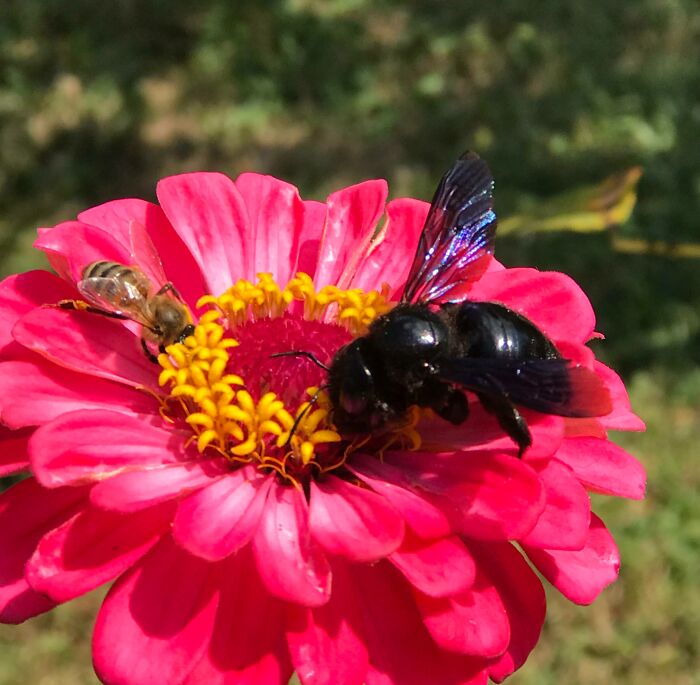Close-up of two bees on a bright pink flower showcasing nature and giant animals so hard to believe they are real.