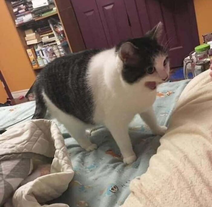 Chubby round funny cat with white and gray fur standing on a bed with a surprised expression.