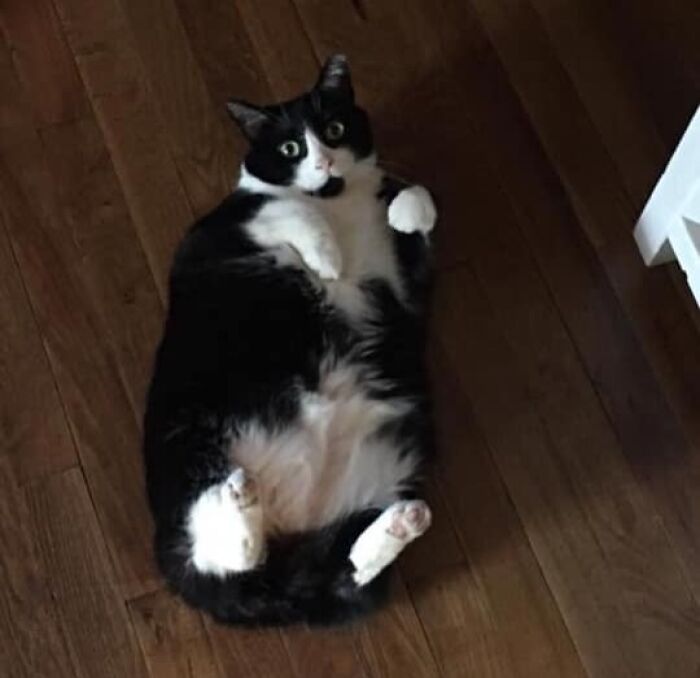 Black and white chubby round funny cat lying on wooden floor with wide eyes and paws up in a playful pose
