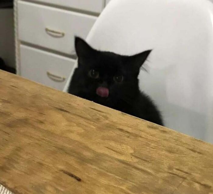 Chubby black cat sitting behind a wooden table with its tongue sticking out in a kitchen setting.