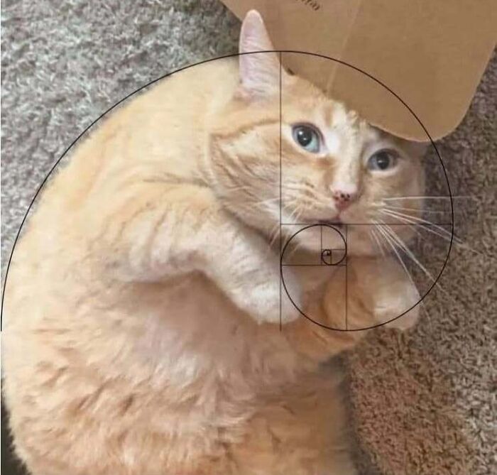Chubby round funny cat lying on carpet with a paper hat and a golden spiral overlay on its face.