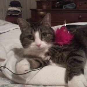 dianalockhart avatar